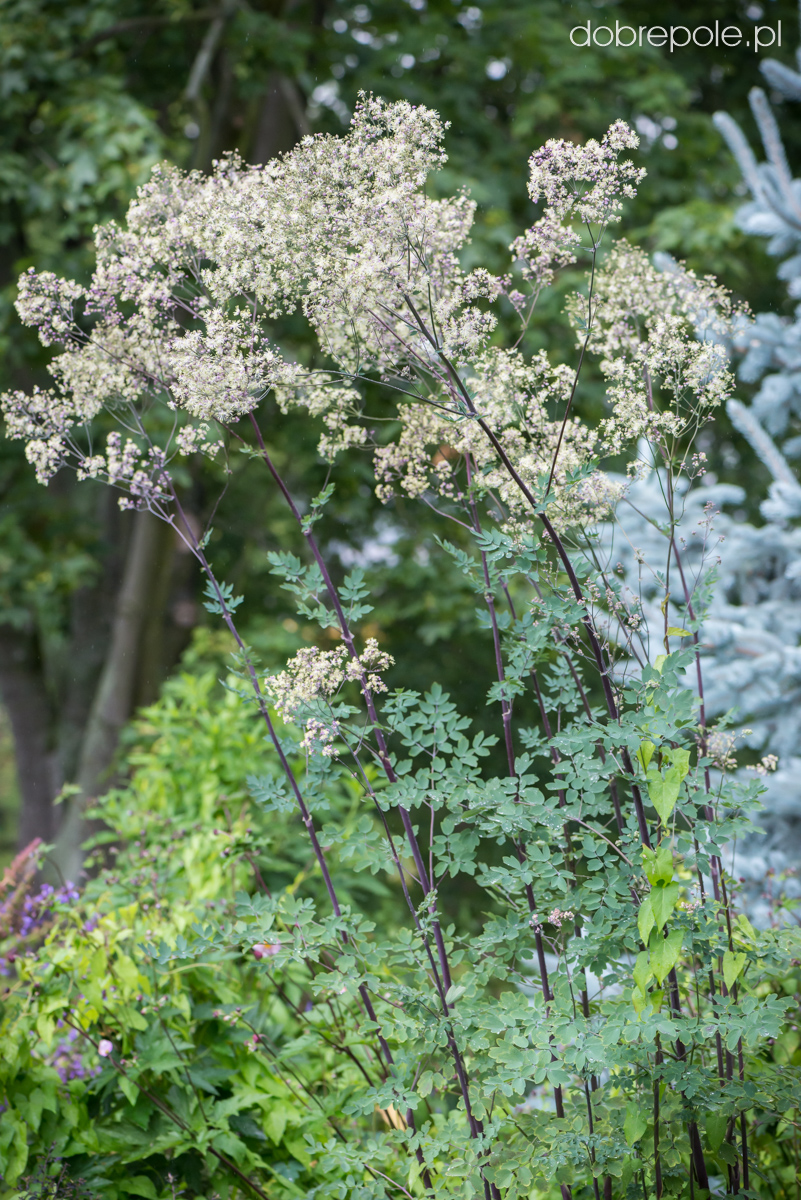 Thalictrum delavayi 'Anne'